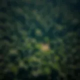 Aerial view of a lush forest highlighting areas of deforestation