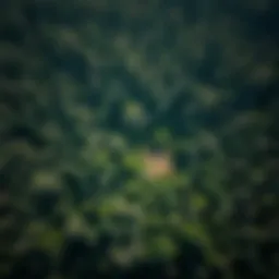 Aerial view of a lush forest highlighting areas of deforestation