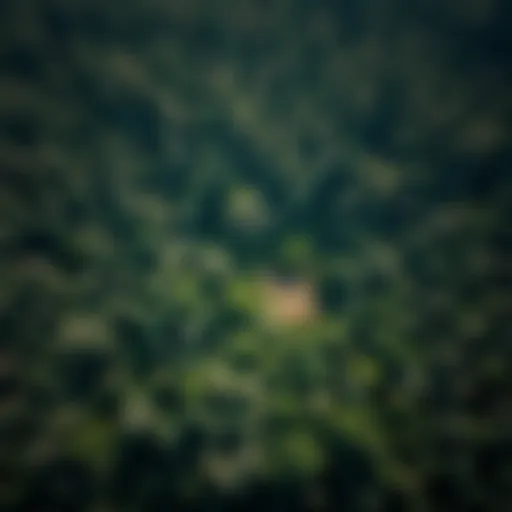 Aerial view of a lush forest highlighting areas of deforestation