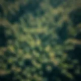 Aerial view of a forest captured with LiDAR technology