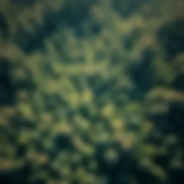 Aerial view of a forest captured with LiDAR technology