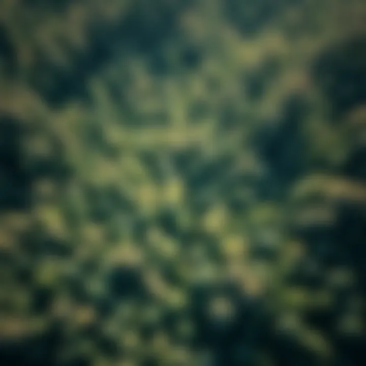 Aerial view of a forest captured with LiDAR technology