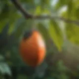 Paw Paw tree with ripe fruit