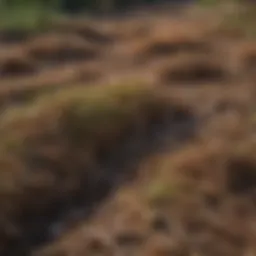 Close-up of pine needle straw mulch on soil