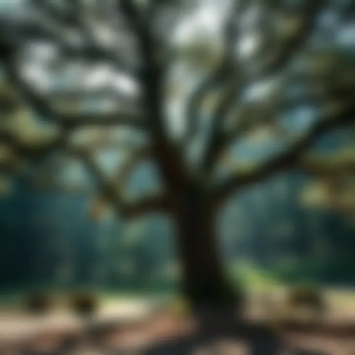 Ecological Heritage: The Ancient Tree An ancient tree within a pioneer camp ground, symbolizing ecological heritage