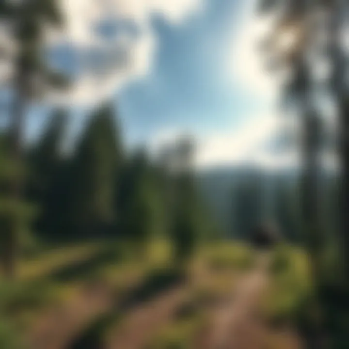 Panoramic View of Forest Ecosystem A panoramic view of the forest ecosystem around a pioneer camp ground