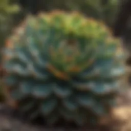 A close-up of a succulent plant thriving in dry conditions.