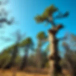 A tranquil woodland landscape showcasing diverse tree species under a clear blue sky.