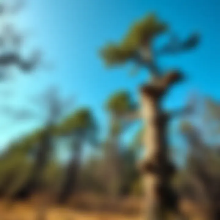 A tranquil woodland landscape showcasing diverse tree species under a clear blue sky.