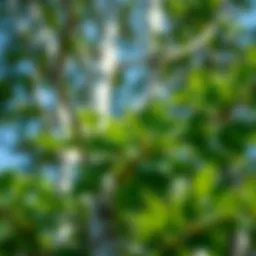 Close-up view of healthy birch tree foliage