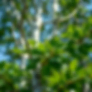 Vibrant Birch Foliage Close-up view of healthy birch tree foliage