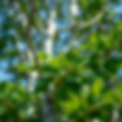 Vibrant Birch Foliage Close-up view of healthy birch tree foliage