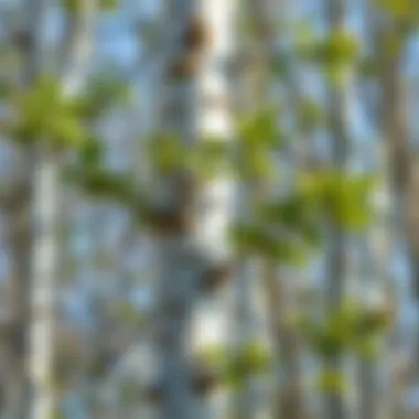 Understanding Birch Growth Patterns Birch tree with distinct growth patterns