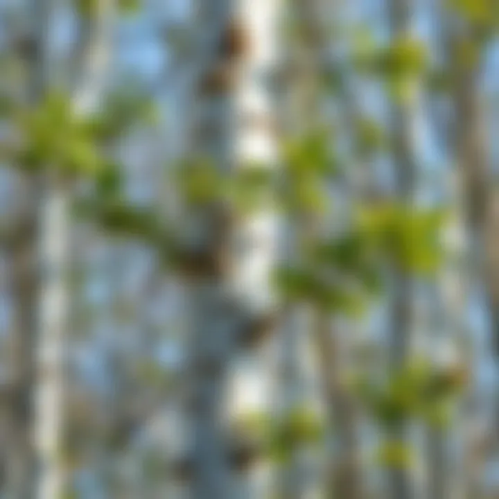 Understanding Birch Growth Patterns Birch tree with distinct growth patterns