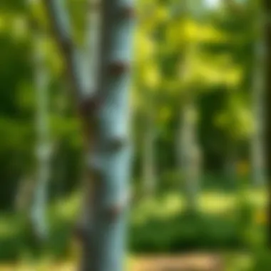 Pruned Birch Beauty Beautifully pruned birch tree in a landscape