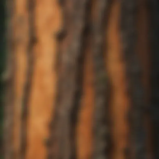 A close-up view of Radiata Pine bark showcasing its texture and coloration