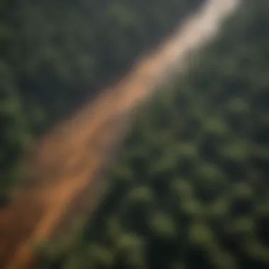 Aerial view of a rain forest affected by deforestation.