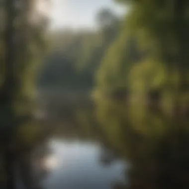 A serene view of the Rainy River reflecting the surrounding ecosystem.