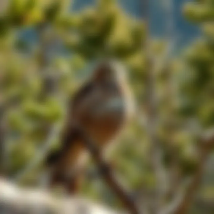 Natural habitat of red-tailed hawks with a diverse landscape