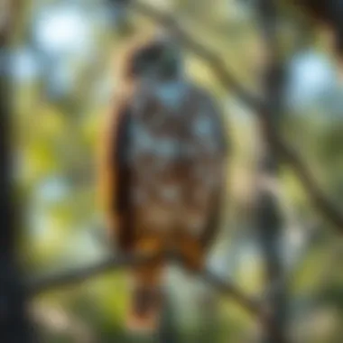 Close-up of a red-tailed hawk perched on a branch