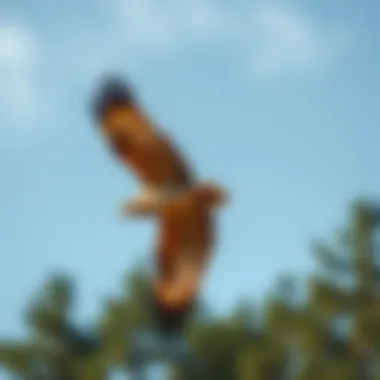 Majestic red-tailed hawk soaring through the sky