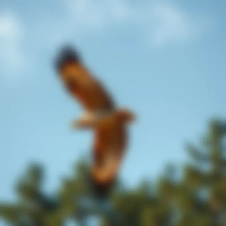 Majestic red-tailed hawk soaring through the sky