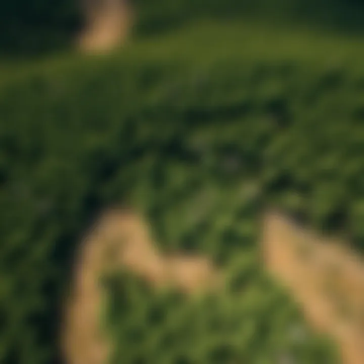 An aerial view of a forest landscape with clearings and reforested areas