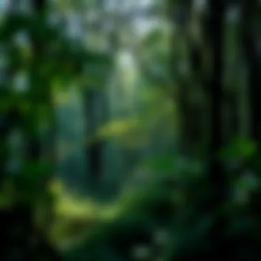 A lush forest showcasing diverse tree species and undergrowth