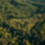 Aerial view of a dense forest showcasing diverse tree species