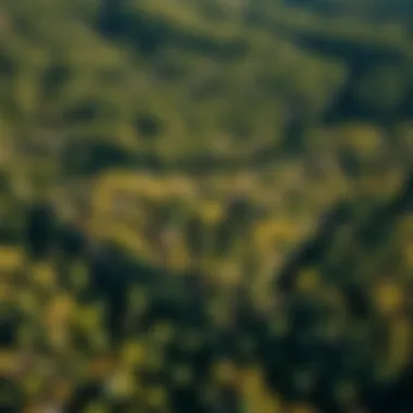 Aerial view of a dense forest showcasing diverse tree species