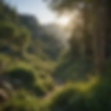 Lush vegetation and wildlife inhabiting the slopes of Sawtelle Mountain