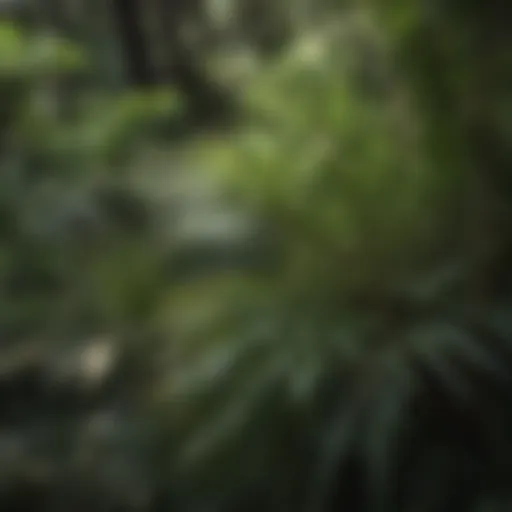 A close-up view of scrub palmetto leaves showcasing their unique structure and texture