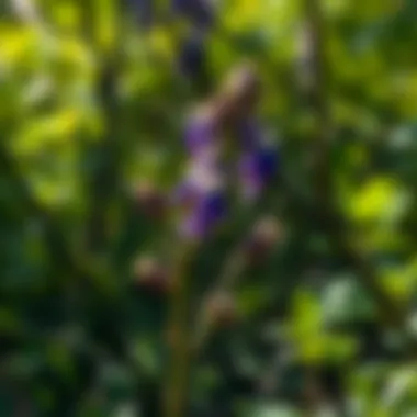 Map showcasing different milkweed species across various climates