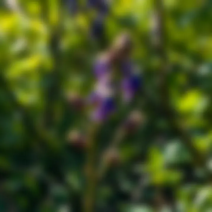 Map showcasing different milkweed species across various climates