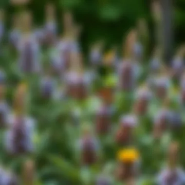 Garden displaying a diverse range of milkweed plants