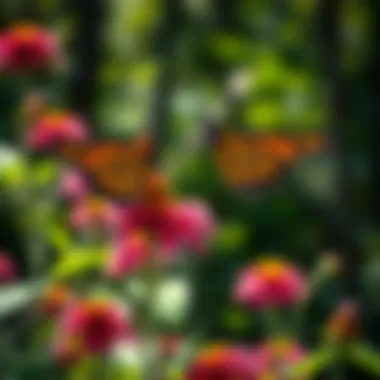 Vibrant milkweed flowers attracting monarch butterflies