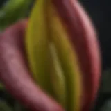 Close-up view of skunk cabbage flower