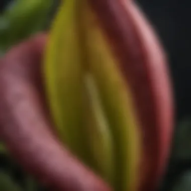 Close-up view of skunk cabbage flower