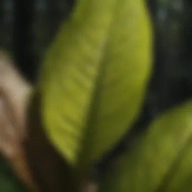 Illustration of skunk cabbage leaf structure