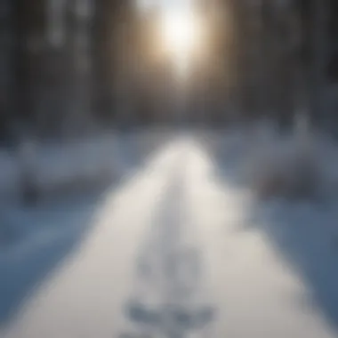 Evidence of Wildlife in Winter Wildlife tracks in the snow, indicating active fauna