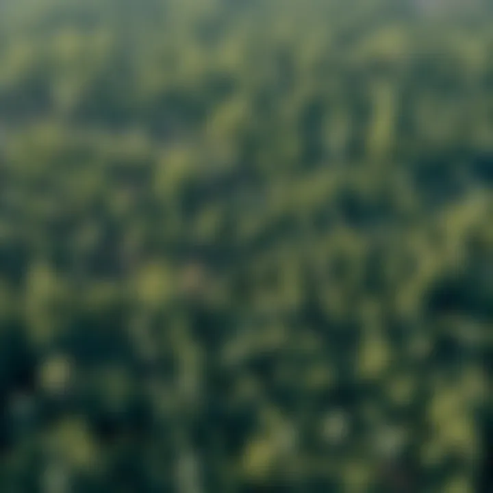 Spatial Analysis for Forest Planning Visual representation of spatial analysis in forest site planning