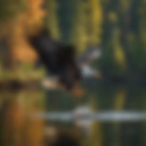 Majestic Bald Eagle in flight over a serene lake