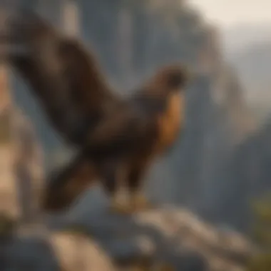 Golden Eagle on Rocky Outcrop Golden Eagle perched on a rocky cliff