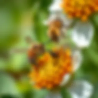 Close-Up of Bees Pollinating Flowers Close-up of bees pollinating flowers