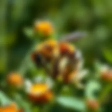 Sustainable Gardening Practices for Bees Sustainable gardening practices for bees