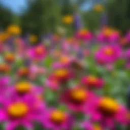 Vibrant flower garden attracting bees