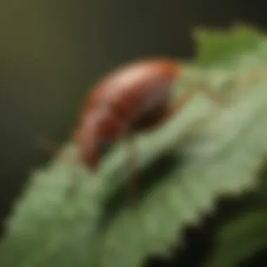 Close-up of an elm seed beetle on a leaf