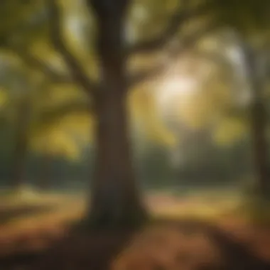 Healthy Elm Tree Healthy elm tree in a woodland setting