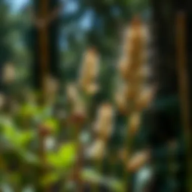 A close-up view of forest plants exhibiting signs of dehydration and the importance of hydration.