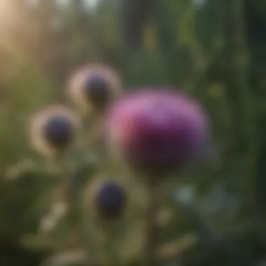 Close-up of thistle plants in a natural setting